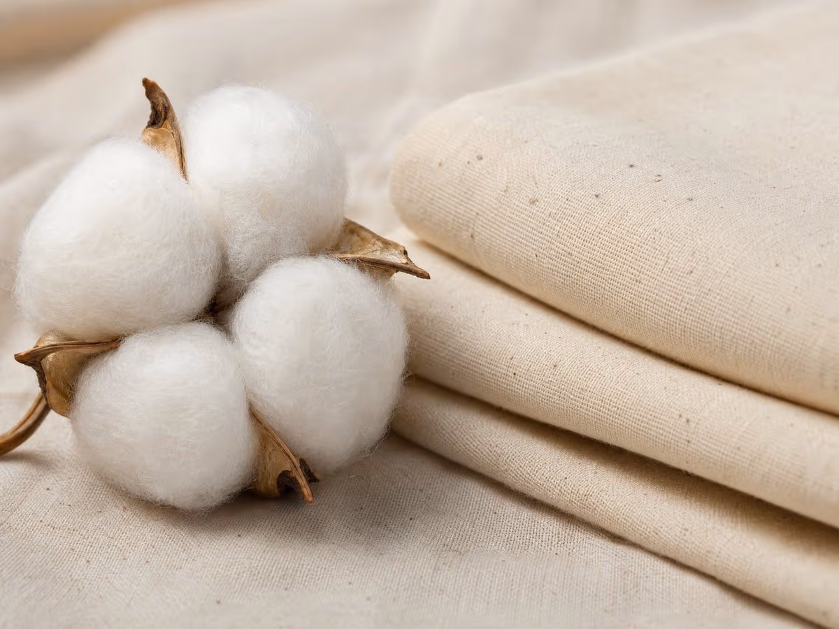 A raw organic cotton boll beside a folded swatch of undyed cotton fabric.